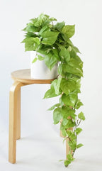 Mid-Century Green Artificial Plant — 32" - View 8