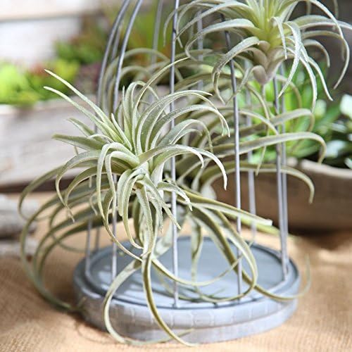Metal Faux Succulent - View 2