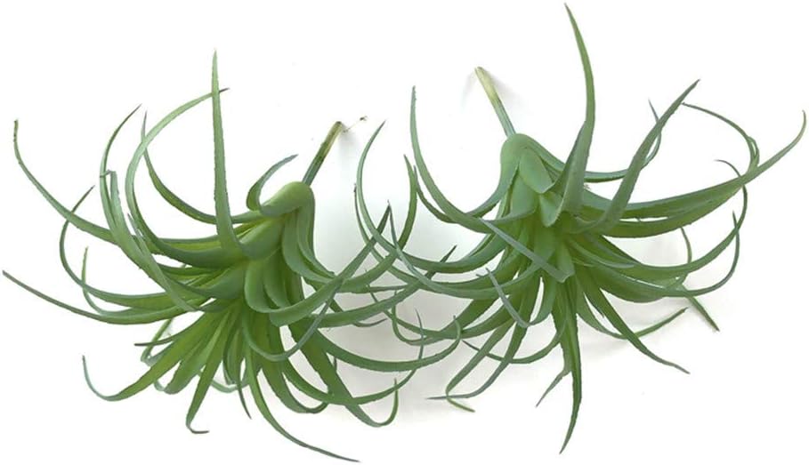 Faux Plant — Air Plants