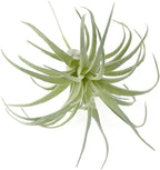 Faux Plant - View 4