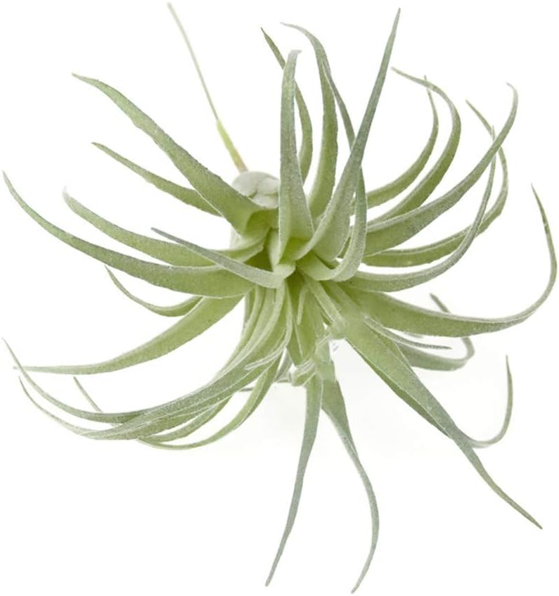 Faux Plant - View 4