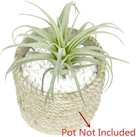 Faux Plant - View 6