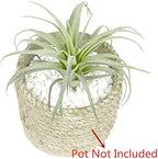Faux Plant - View 6