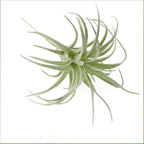 Faux Plant - View 5