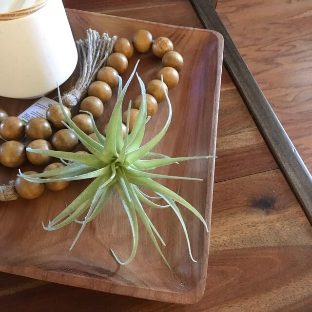 Artificial Plant - View 4