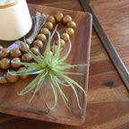 Artificial Plant - View 4
