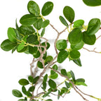 Green Artificial Plant — 45" - View 3