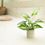 Farmhouse Faux Plant — 16" - View 5