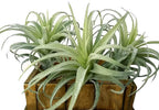 Metal Faux Succulent