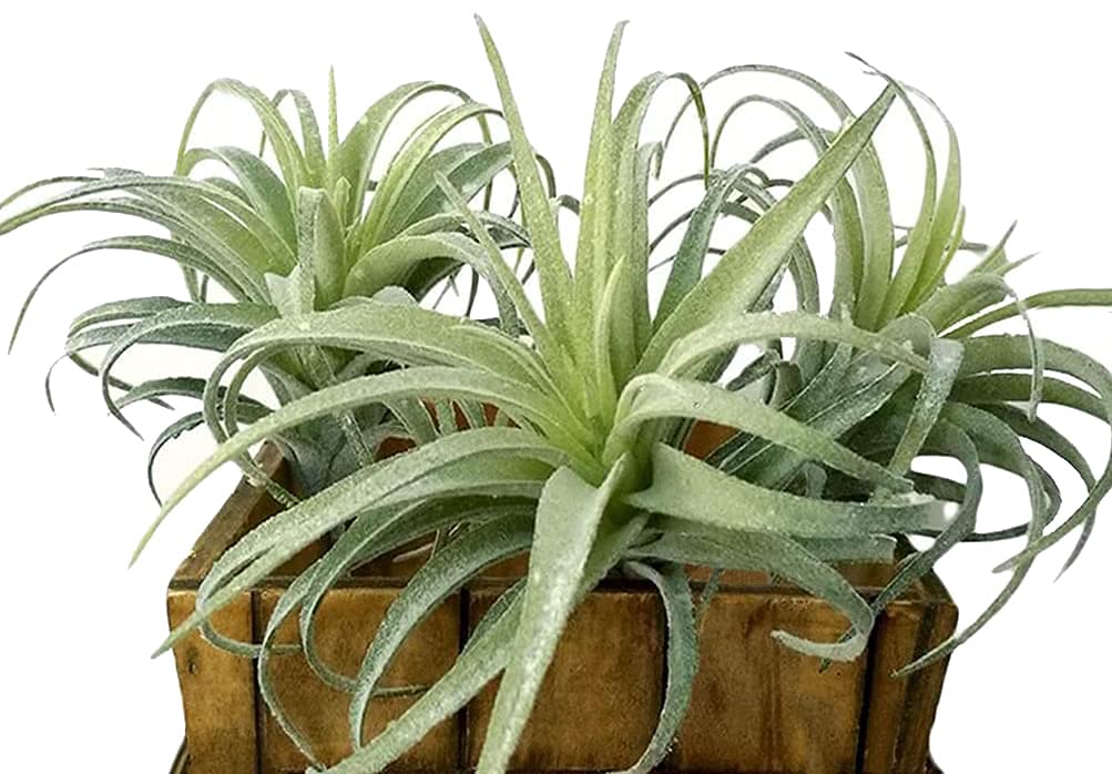 Metal Faux Succulent