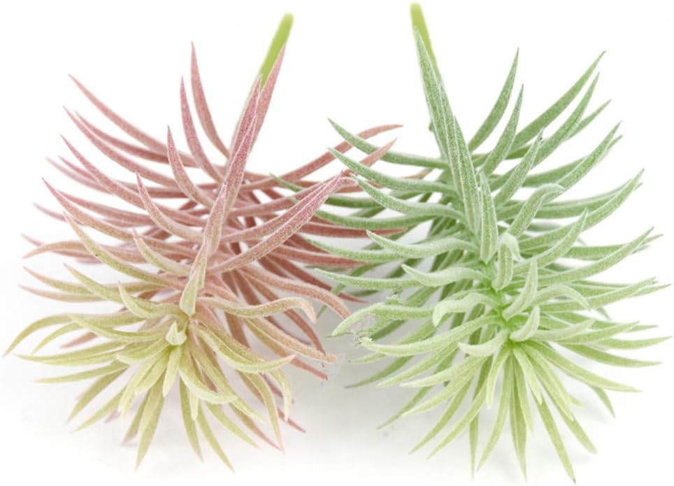 Faux Plant — Flocking Pine Needle