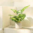 Farmhouse Faux Plant — 16" - View 4