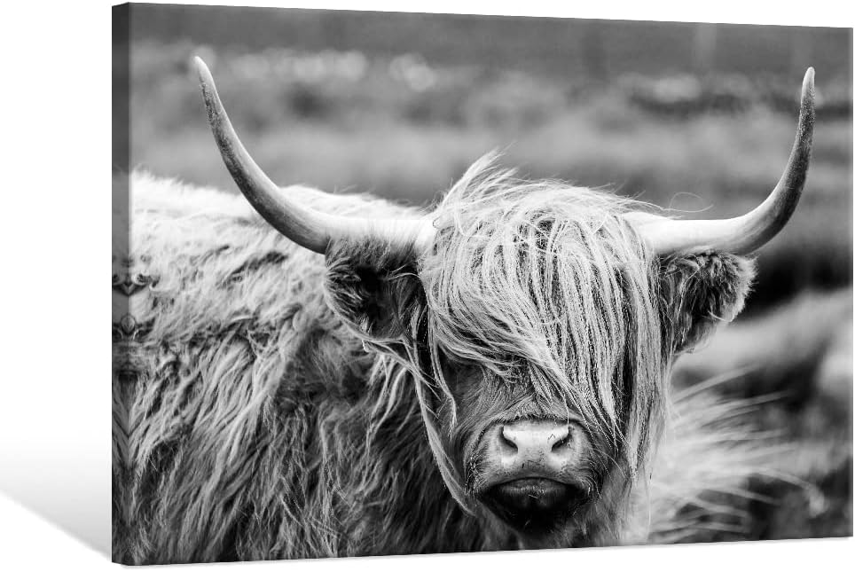 Black Canvas Wall Art — 36" — Highland Cow