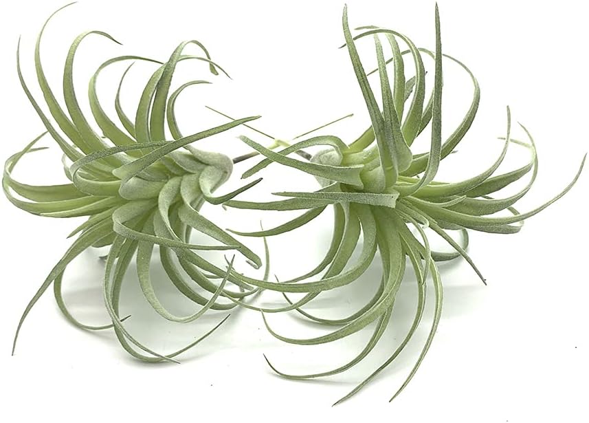 Faux Plant — Flocking Tillandsia