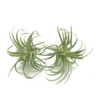 Faux Plant