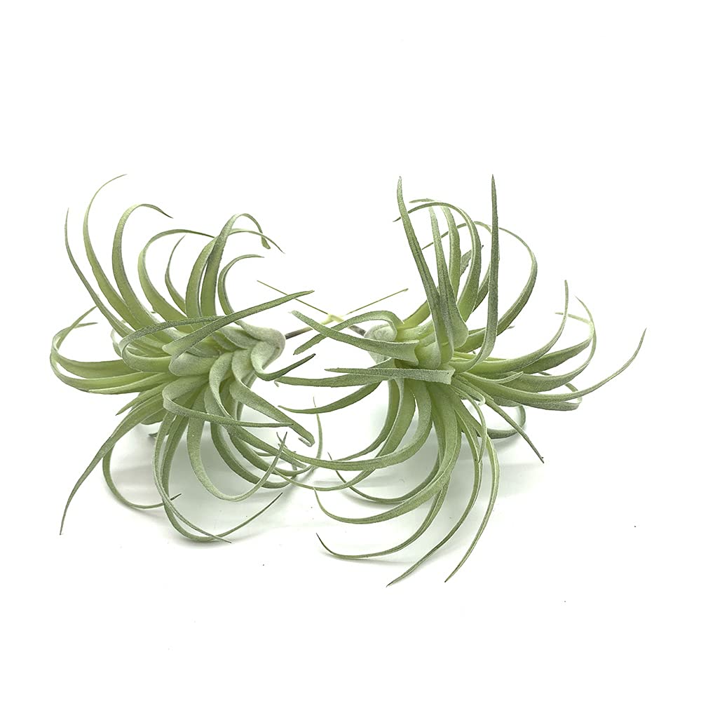 Faux Plant
