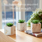 Luxe Black Faux Plant — Set of 3 - View 4