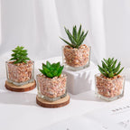 Glass Faux Succulent - View 4