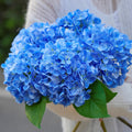 Beige Artificial Flowers — 5" — Blue