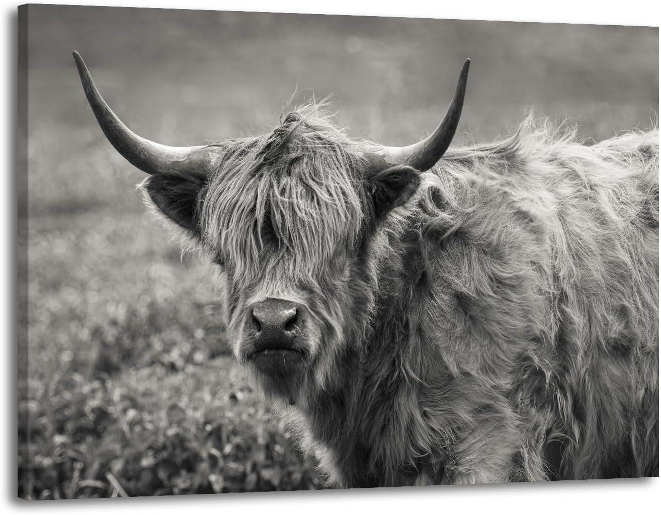 Black Canvas Wall Art — 36" — Scottish Highland Cow