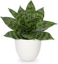 Modern Black Artificial Plant — 9" — Green #1