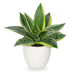 Modern Black Artificial Plant — 9"