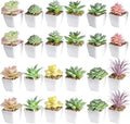 Gold Faux Succulent — White-24