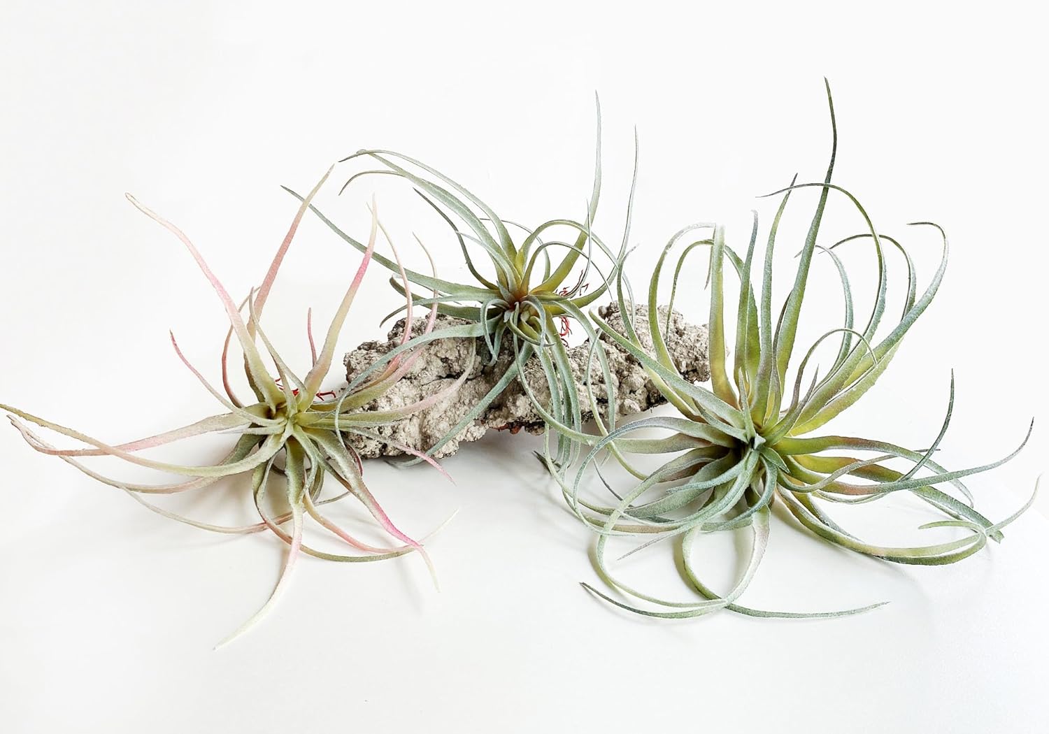 Artificial Plant — Large