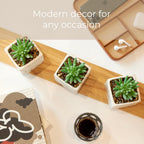 Luxe Black Faux Plant — Set of 3 - View 3