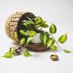 Farmhouse Ceramic Artificial Plant — 5" - View 5