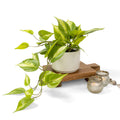 Farmhouse Ceramic Artificial Plant — 5"