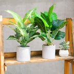 Faux Plant - View 5
