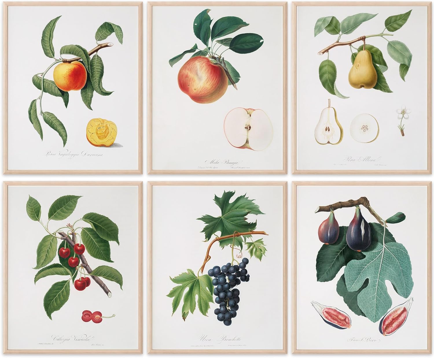 Unframed Wall Art — 11x14 — Vintage Fruits