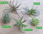 Artificial Plant - View 3