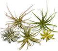Artificial Plant — Mix Size