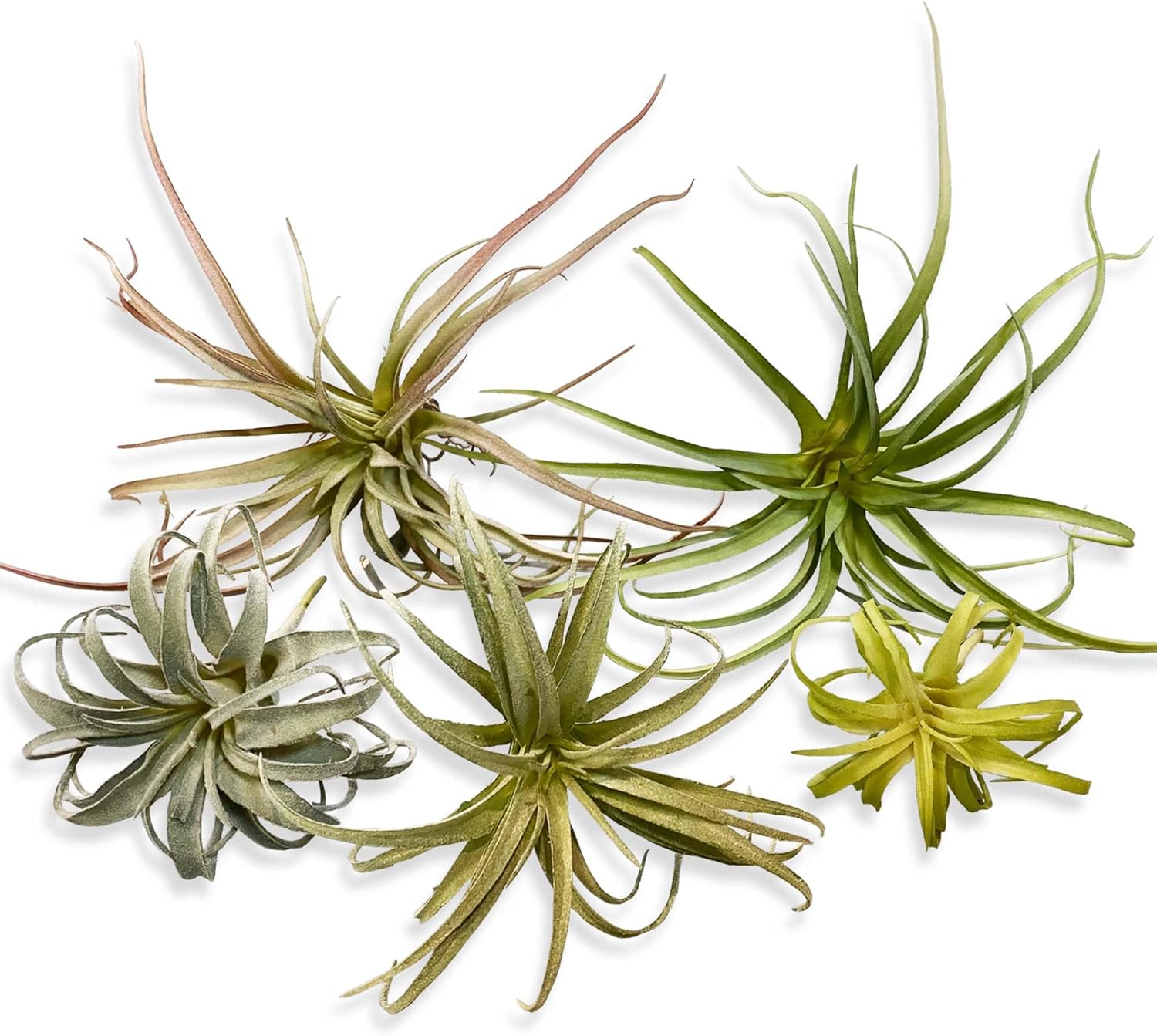 Artificial Plant — Mix Size