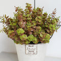 Green Faux Plant — Fall Leaves