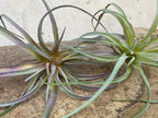 Artificial Plant - View 2