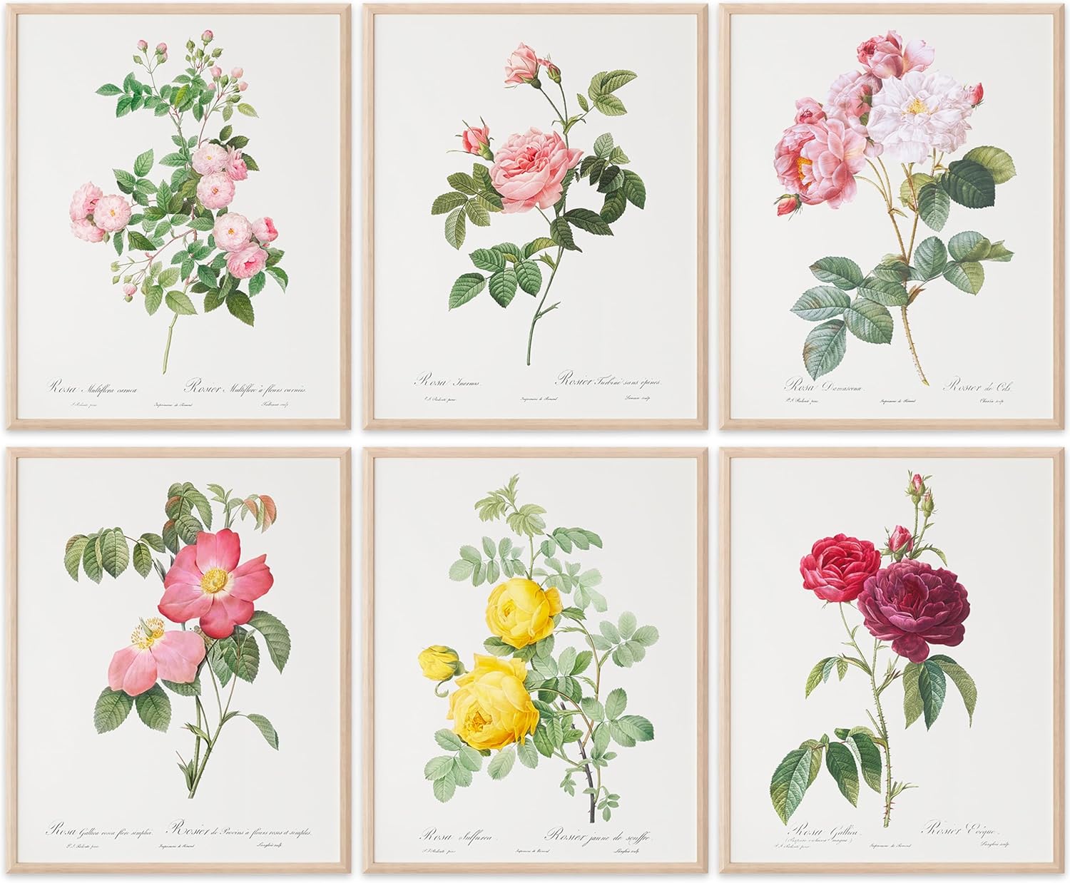 Unframed Wall Art Print — 8x10 — Vintage Roses 02