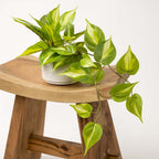 Farmhouse Ceramic Artificial Plant — 5" - View 6