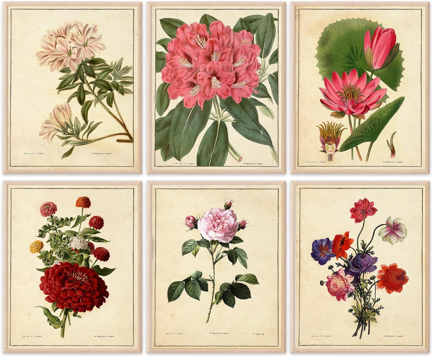 Unframed Wall Art Print — 8x10 — Vintage Botanicals