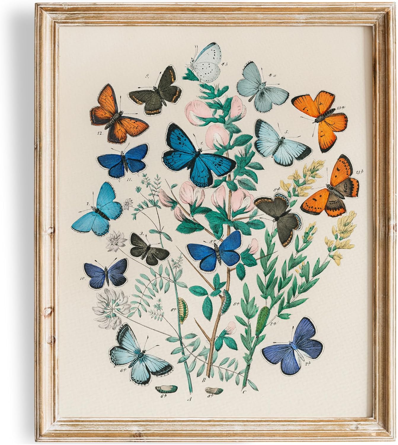 Unframed Wall Art Print — 8x10 — Vintage Butterflies