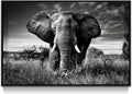 Farmhouse Black Wall Art — 16" — African Elephant
