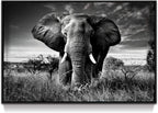 Farmhouse Black Wall Art — 16" — African Elephant