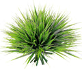 Green Artificial Plant — Green Grass