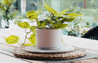 Farmhouse Ceramic Artificial Plant — 5" - View 3